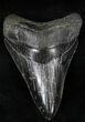 Serrated Lower Megalodon Tooth - Georgia #21877-1